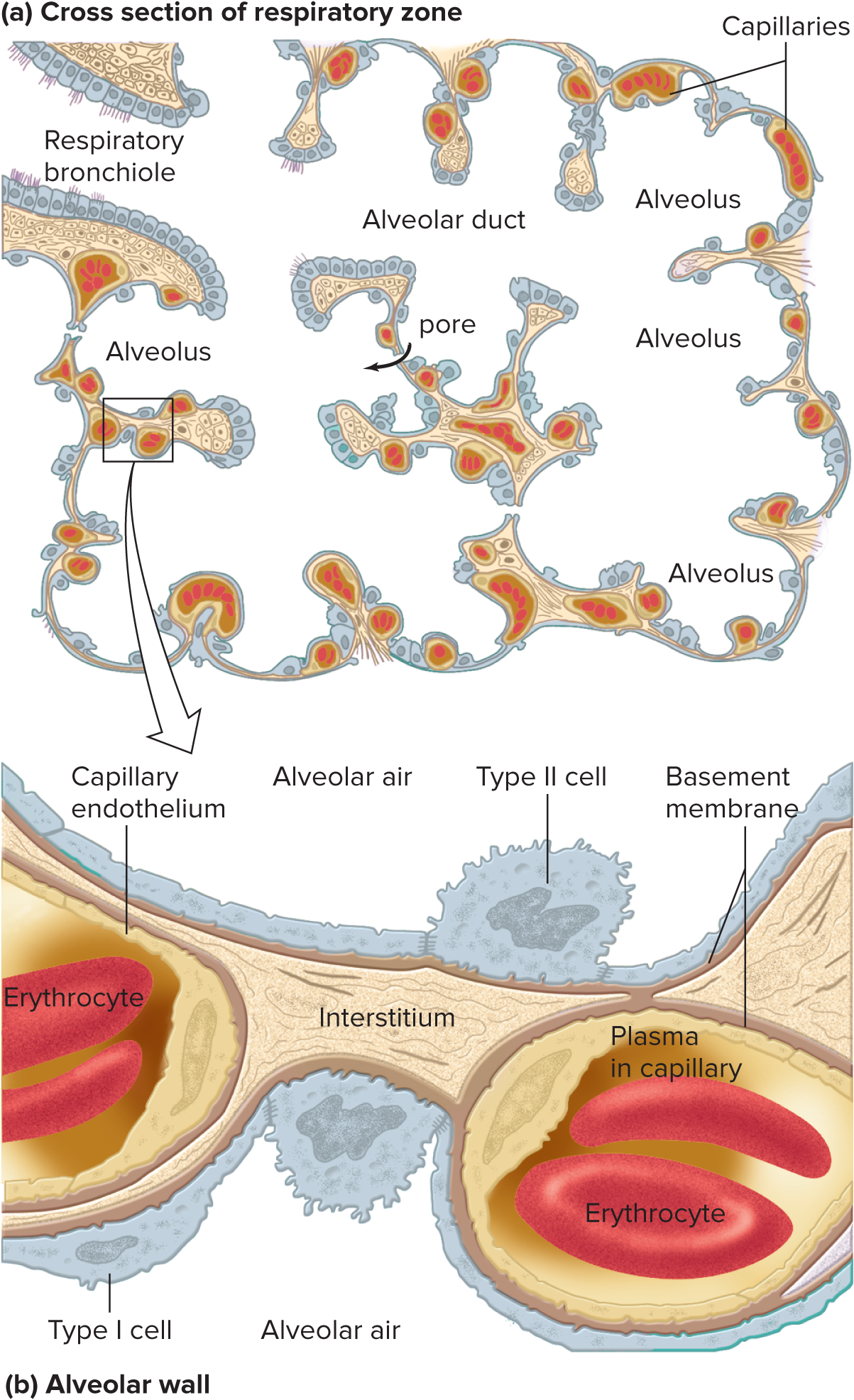 <p><mark data-color="purple" style="background-color: purple; color: inherit;">Tiny, hollow sacs whose open ends are continuous with the airways</mark></p><ul><li><p class="has-focus is-empty"><strong><mark data-color="yellow" style="background-color: yellow; color: inherit;">Type 1 alveolar cells</mark></strong>: thick, flat <u>epithelium</u>. <em>Lines </em>the air-facing surface of alveolar wall</p></li><li><p class="has-focus is-empty"><strong><mark data-color="yellow" style="background-color: yellow; color: inherit;">Type 2 alveolar cells</mark></strong>: <u>specialized cells</u> (produces a detergent-like <span style="color: purple;"><strong><em>surfactant</em></strong></span><em>:</em> important for preventing collapse of alveoli) interspersed <em>between</em> the epithelial cells. </p></li></ul><p class="has-focus is-empty"></p><p class="has-focus is-empty">The following leads to a rapid oxygen-CO2 exchange by diffusion in the __:</p><p class="has-focus is-empty"><strong><mark data-color="purple" style="background-color: purple; color: inherit;">Large SA of __ and capillary contact</mark></strong></p><p class="has-focus is-empty"><span style="color: rgb(145, 143, 143);">as large as a tennis court</span></p><p class="has-focus is-empty"><strong><mark data-color="purple" style="background-color: purple; color: inherit;">Thin interstitial space</mark></strong></p><p class="has-focus is-empty"><span style="color: rgb(145, 143, 143);">sometimes absent altogether between capillary and __</span></p><p class="has-focus is-empty"></p><p class="has-focus is-empty">Additionally<strong>, <mark data-color="purple" style="background-color: purple; color: inherit;">pores permit flow between adjacent __ </mark></strong></p><p></p>