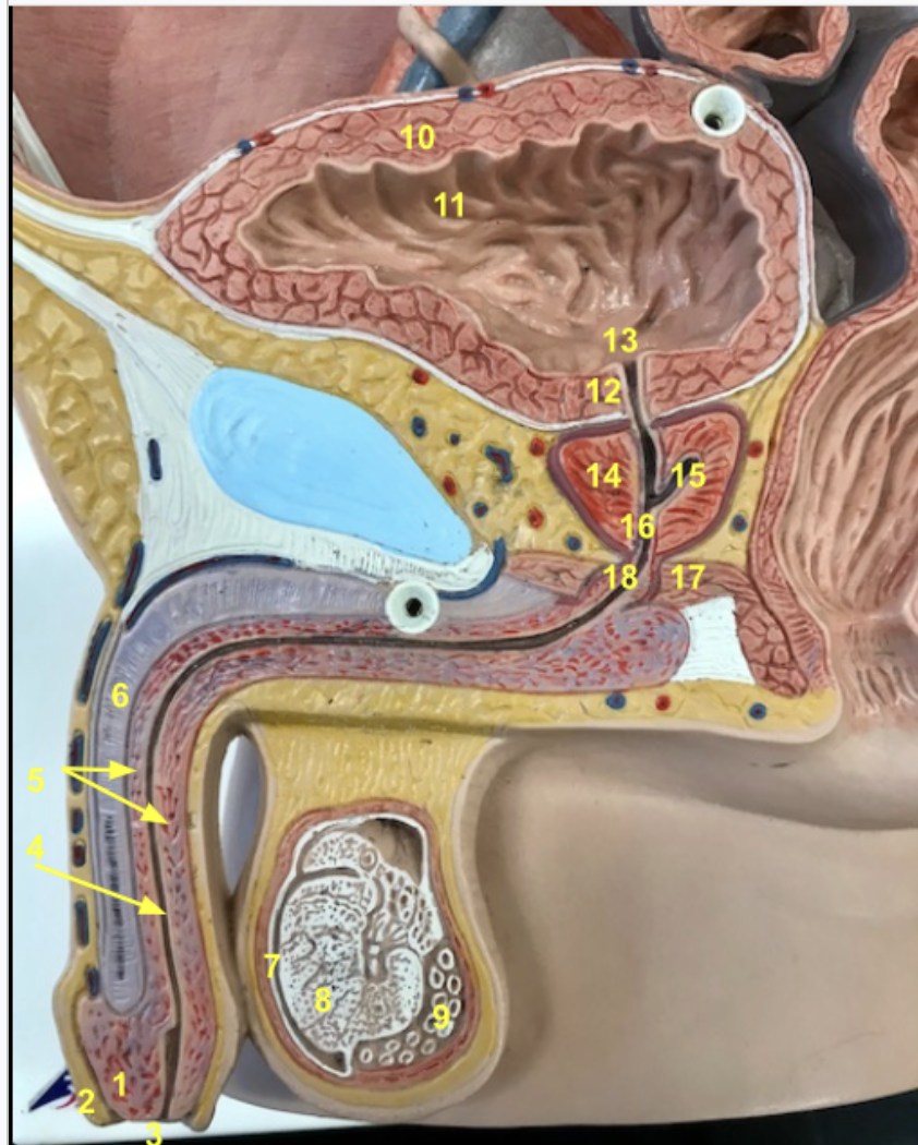 <p>1.Glans penis </p><p>2.Prepuce</p><p>3.Urethral orifice</p><p>4.Terminus of the penile/spongy urethra</p><p>5.Corpus</p><p>6.corpora cavernosa (of which we see one (6)).</p><p>7.tunica albuginea</p><p>8.Testis</p><p>9.Epididymis</p><p>10.Detrusor muscle</p><p>11.Rugae of urinary bladder</p><p>12.Internal urethral sphincter</p><p>13.Internal urethral orifice</p><p>14.Prostate gland</p><p>15.Ejaculatory duct</p><p>16.Prostatic urethra</p><p>17.Urogenital diaphragm</p><p>18.Urethra</p>