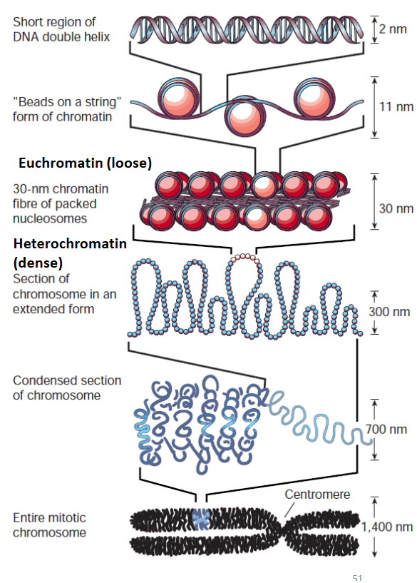 <p>—Chromosomes → two copies per cell → diploid</p><p><br>1. DNA wrapped around histone proteins to make chromatin fibres<br>2. Chromatin fibres packed in a solenoid arrangement into denser chromatin fibres<br>3. Fibres further condensed into chromosomes<br><br>Coiled → if reading needed → uncoil → coil again</p><p></p>