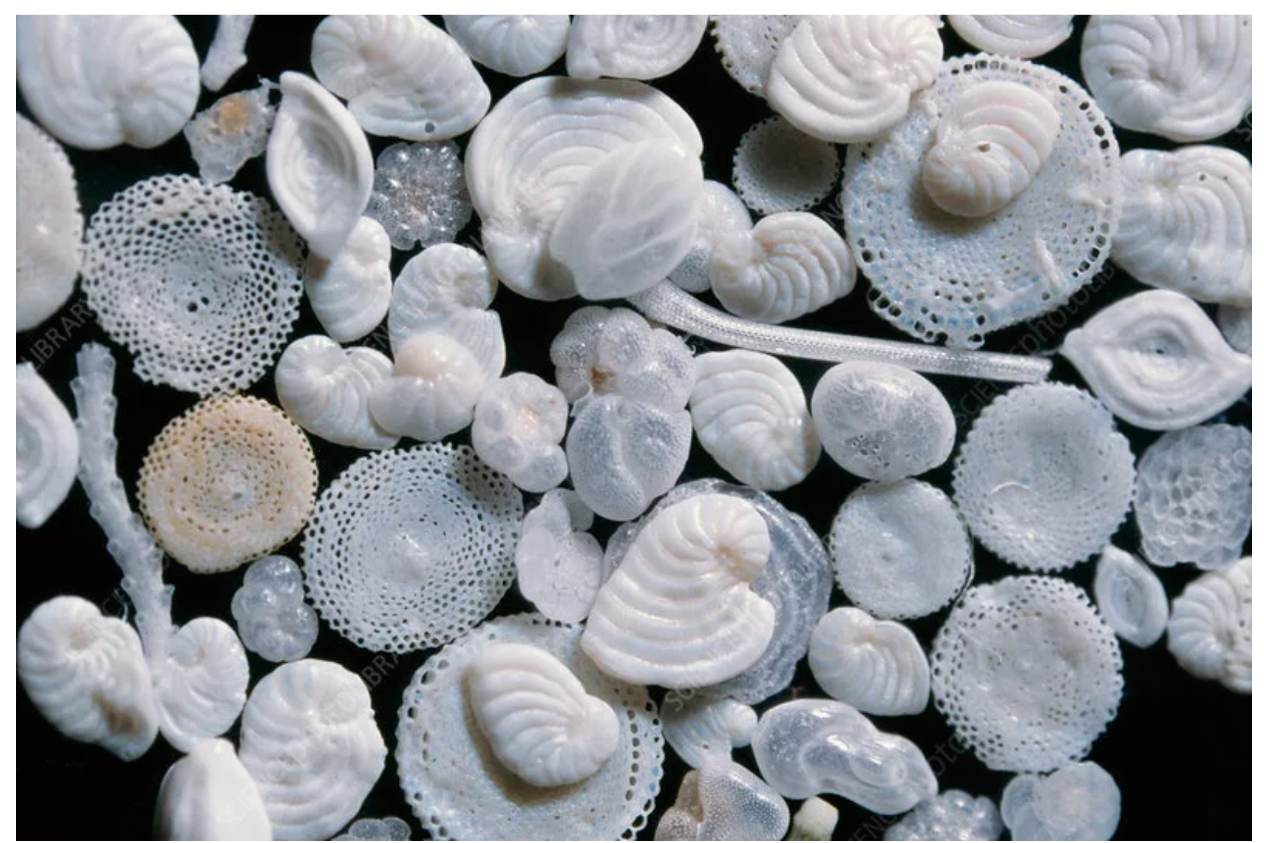 <p>Foraminifera are a group of photosynthetic eukaryotes that form a wide variety of shell types as indicated in the photo above. The uniqueness of their shells and their abundance make them ideal for dating various fossil layers. Many forams exist for a few million years before going extinct, and each species is easy to identify by the shells they leave behind. Forams are an an example of ____.</p>
