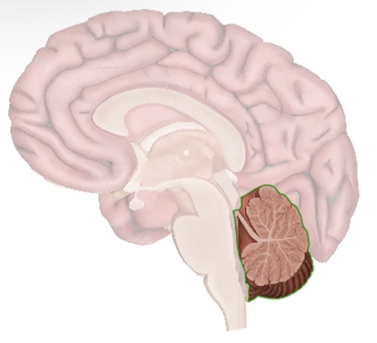 <p>The cerebellum</p>