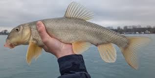 <ul><li><p>more streamlined sucker, blunt snout</p></li><li><p>Dark back fading to white belly, but variable coloration</p></li></ul><p></p>