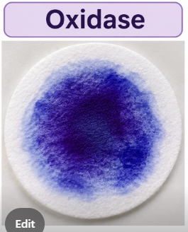 <p>Oxidase — Positive (+)</p>