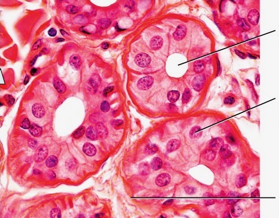 <p>stratified cuboidal epithelium</p>