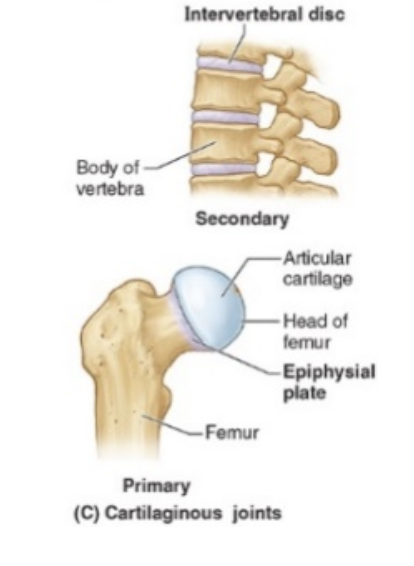 <ul><li><p>In these joints, bones are physically connected to one another by cartilage</p></li><li><p>examples include — intervertebral (IV) discs and the pubic symphysis, both of which are formed of fibrocartilage, and the epiphyseal plates (growth plates) of bones, which are formed of hyaline cartilage</p></li><li><p>Little or no movement is typically allowed at these joints</p></li></ul><p></p>