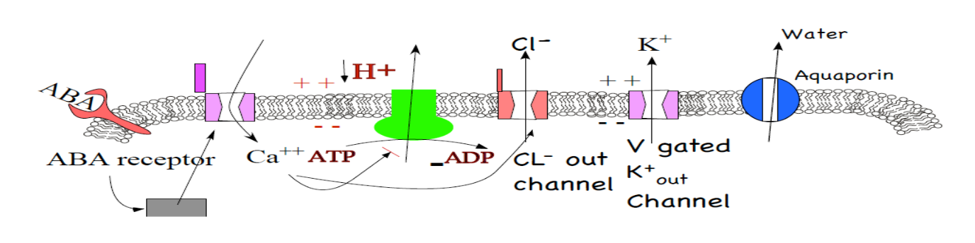 <p><strong>1. Starting conditions: </strong></p><p>Stomata is open, and so has a large cytoplasmic concentration of the ions used to reduce the cellular osmotic potential in order to open the stomata.</p><p><strong>2. ABA:</strong></p><p>ABA is a hormone that is sent indicates that there is water stress somewhere in the plant. Often roots detect water shortages first and must signal leaves to stop loosing water before the roots can no longer deliver it. These roots (or whatever bit of the plant senses the water deficit) produce a hormone that causes ABA to be produced in leaves, which is then detected by the guard cells. A membrane spanning ABA receptor on target cells (guard cells here) binds the ABA and begins the response.</p><p><strong>3. Ca++ as second messenger:</strong></p><p>Ca++ is always being pumped out of the cytoplasm. This makes it an ideal messenger because it moves fast to where it is absent via diffusion.</p><p><strong>4. How ATP is spent:</strong></p><p>Ca++ signal decreases proton pump activity and…</p><p><strong>5. Exporting Cl-: </strong></p><p>… Cl- efflux by signaling for the opening of Ca++ gated Cl-<sub>out </sub>channels. Chloride wants out because both concentration and charge are favorable for exit.</p><p><strong>6. 𝜑m (membrane potential):</strong></p><p>The slowing of the proton pump and chloride leaving both DEPOLARIZE the cell membrane.</p><p><strong>7. Exporting K+:</strong></p><p>Depolarization of the membrane triggers K+ efflux because it causes the opening of voltage gated K+out channels. K+ leaves because it is concentrated in the cell (when the stomata was opening) and because the charge gradient resisting its exit has been reduced.</p><p><strong>8. 𝜑o (osmotic potential):</strong></p><p>The decreased internal concentration of K+ and Cl- ions increases the internal osmotic potential was well as water potential.</p><p><strong>9. Water exit: </strong></p><p>Since water potential is now greater inside the cell than outside, causes water to leave following the solute. Aquaporins are opened to allow rapid water movement. </p><p><strong>10. 𝜑p (pressure potential):</strong></p><p>Flaccid stomata are “all the way” closed. In reality there is leakage of water vapor though stomata even when they are all the way closed. We’ll see later that because of this the number of stomata on a leaf is another feature regulated in response to environmental conditions.</p>