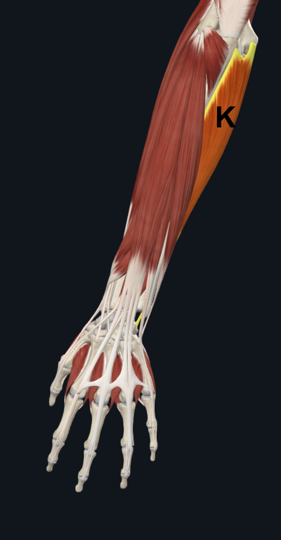 <p>K</p>
