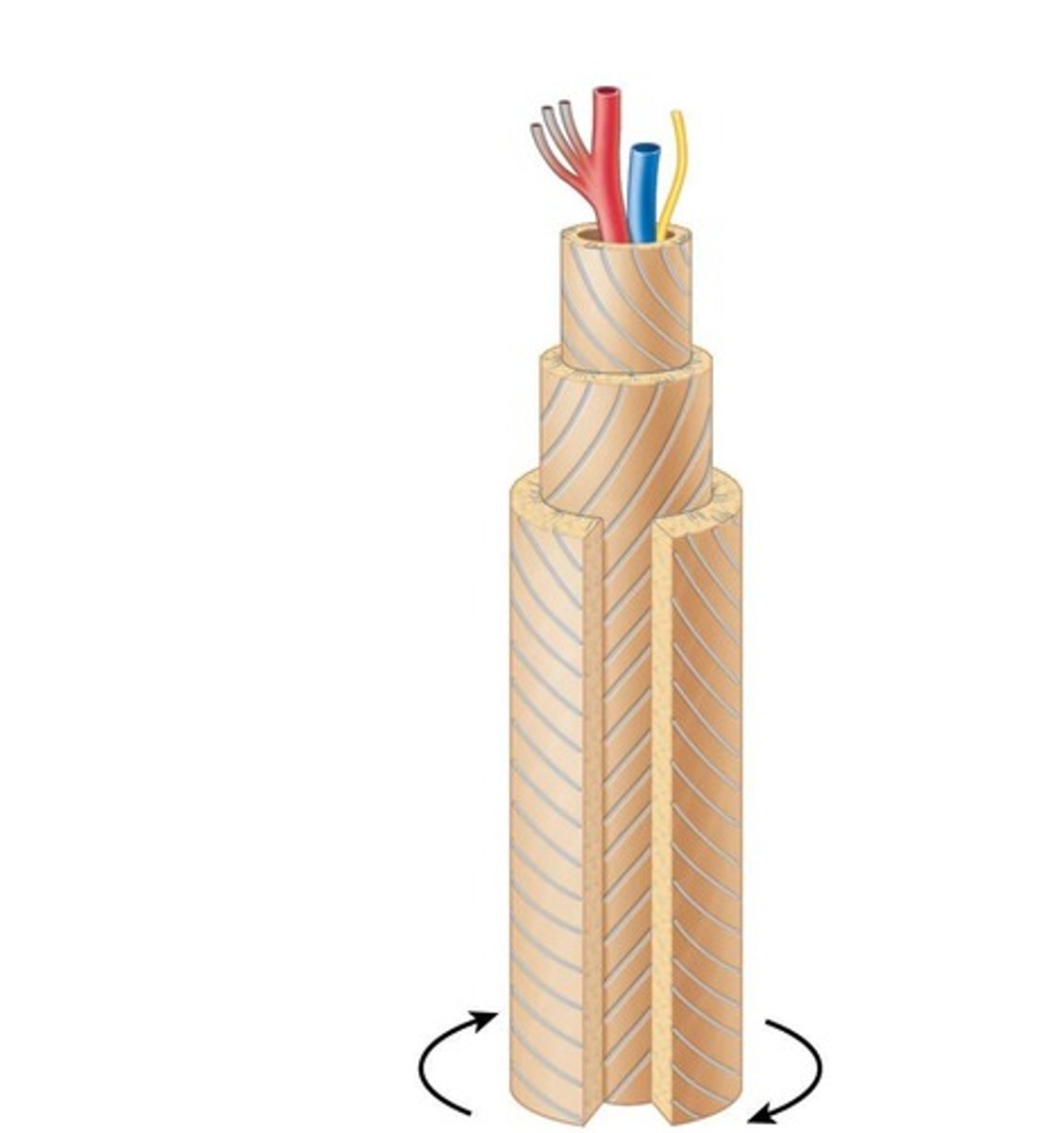 <p>The structural unit of compact bone, consisting of an elongated cylinder.</p>