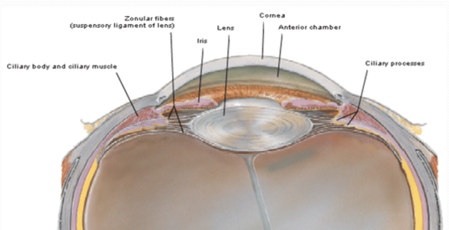 <p>What is the function of the ciliary body (vascular layer) in the eye?</p>