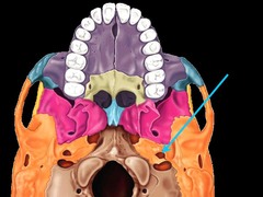 <p>Name this structure.</p>