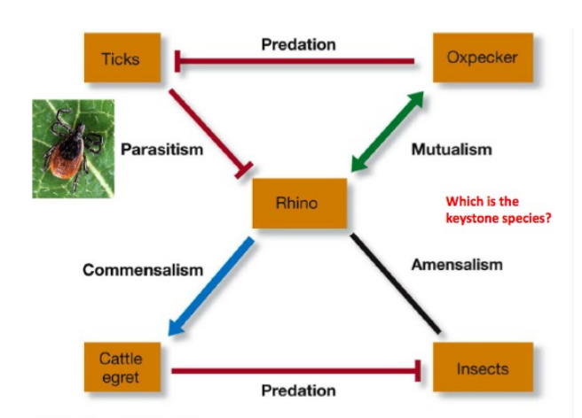 <p>Species intedractions </p>