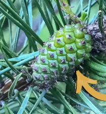 <ul><li><p>gymnosperms develop seeds here</p></li></ul><p></p>