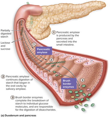 <ul><li><p><strong>Starts in mouth: </strong>Salivary amylase</p></li><li><p><strong>Continues in small intestine: </strong>Pancreatic amylase & brush border enzymes</p></li></ul><p></p>