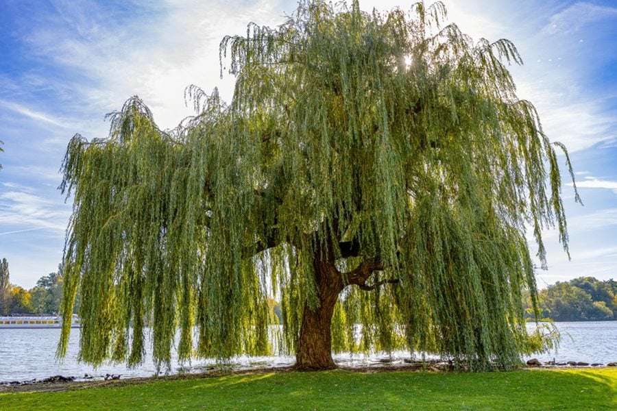 <p>Willow</p>