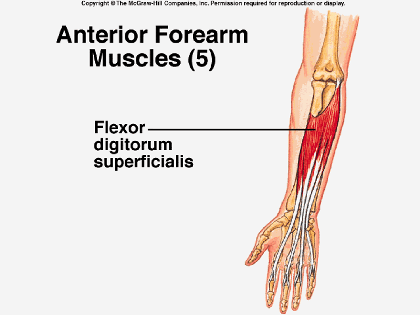 <p>Flexor digitorum superficialis</p>