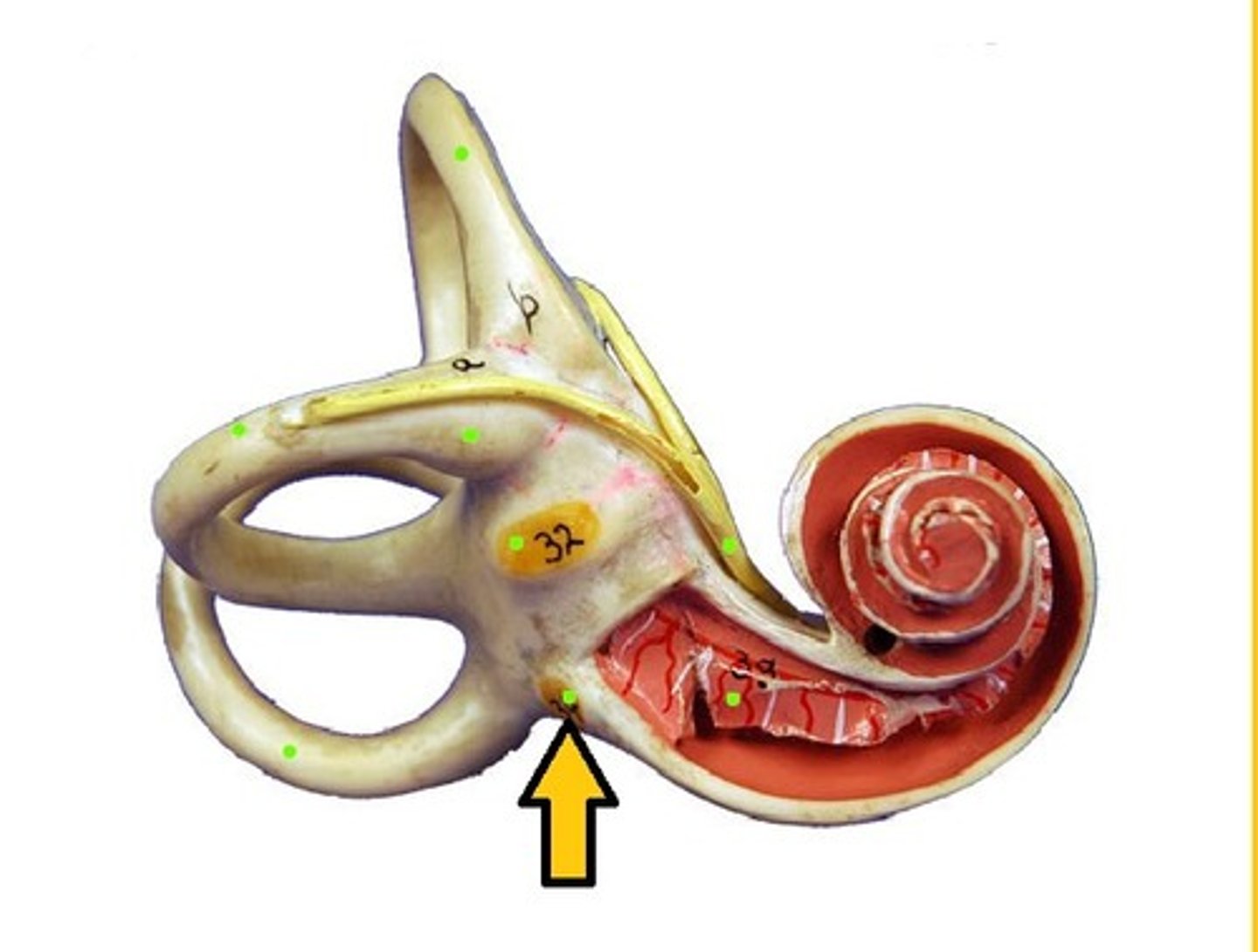 <p>An opening on the medial wall of the middle ear that leads into the cochlea and is covered by the secondary tympanic membrane. Also called fenestra of cochlea.</p>