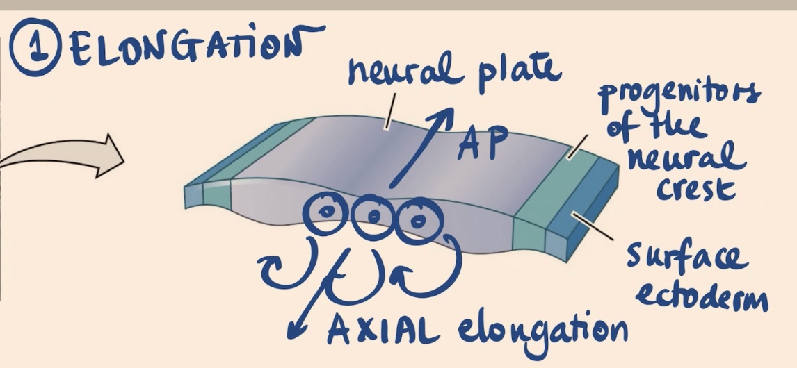 <p>Elongation is driven by the fact that cells in the neural plate are .., also what is the name of this process? </p>