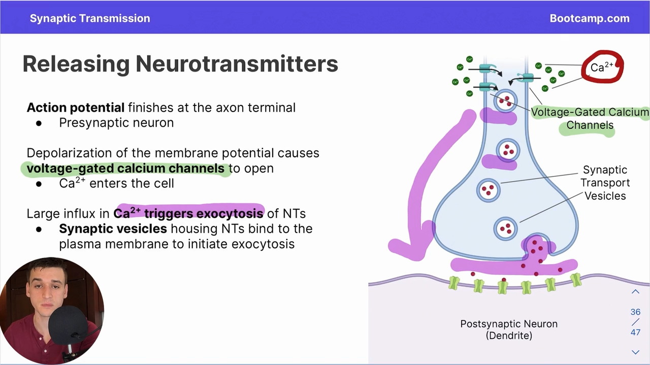 <p>Upon receiving an action potential, <strong>a large influx in Ca2</strong>+ by <strong>voltage gated Ion channels </strong>triggers exocytosis of synaptic vescicles</p>