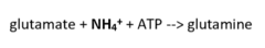 <p>enzyme that allows glutamate to accept a free ammonium ion on its carboxylate residue, allowing for transport to other tissues</p>
