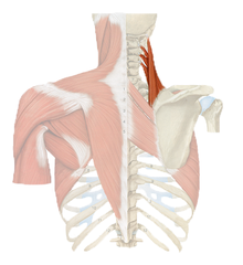 <p>What is the bilateral action of the Levator Scapula?</p>