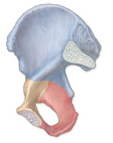 <p>The three highlighted regions make up what bone? </p>