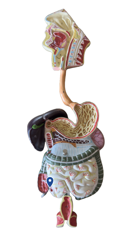 <p>Name this segment of the small intestine.</p>