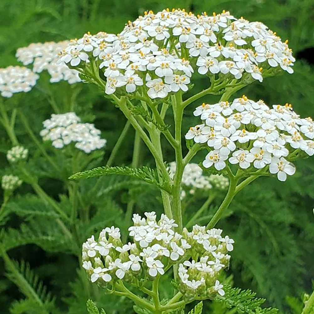 <p>yarrow</p>