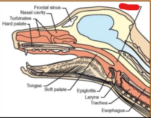 <p>what is it (Respiratory System)</p>