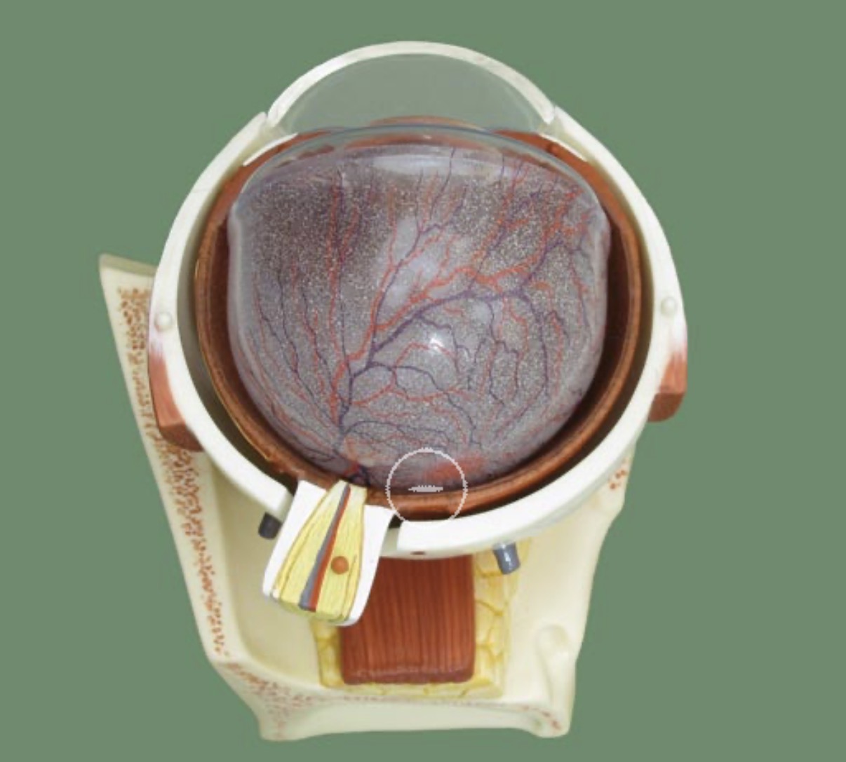 <p>central area of the retina responsible for sharp central vision</p>