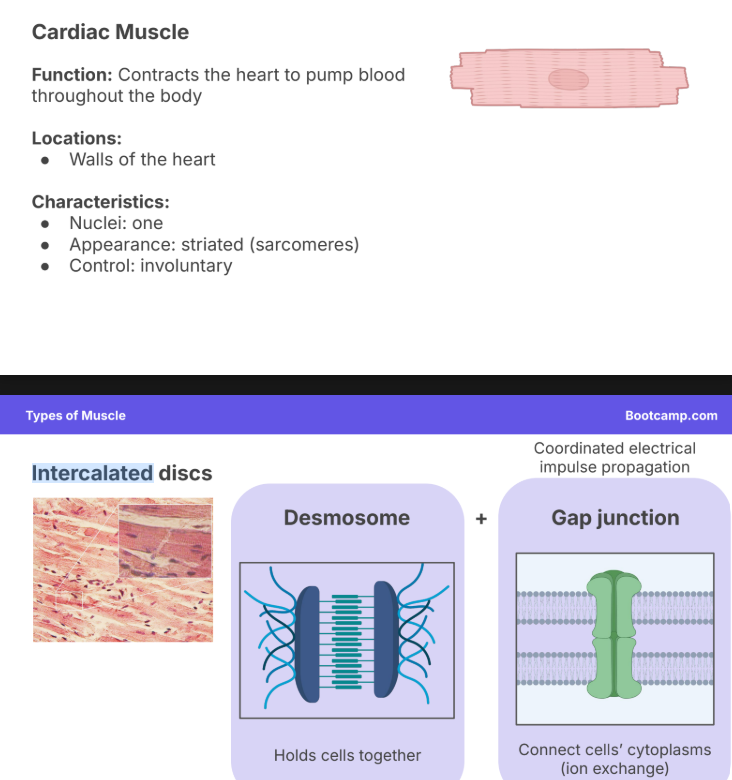 <p>Function: Contracts the heart to pump blood</p><p>throughout the body</p><p></p><p><strong>Locations</strong>:</p><p><strong>● Walls of the heart</strong></p><p></p><p>Characteristics:</p><p>● Nuclei: one</p><p>● Appearance: striated (sarcomeres)</p><p>● Control: involuntary</p><p></p><p>They have <strong>intercalated discs</strong></p><ul><li><p>These guys have coordinated electrical impulse propagation.</p></li><li><p> They consist of <strong>desmosomes </strong>(which hole cells together) and <strong>gap junctions </strong>(which connect cytoplasms for ion exchange)</p></li></ul><p></p><p></p>