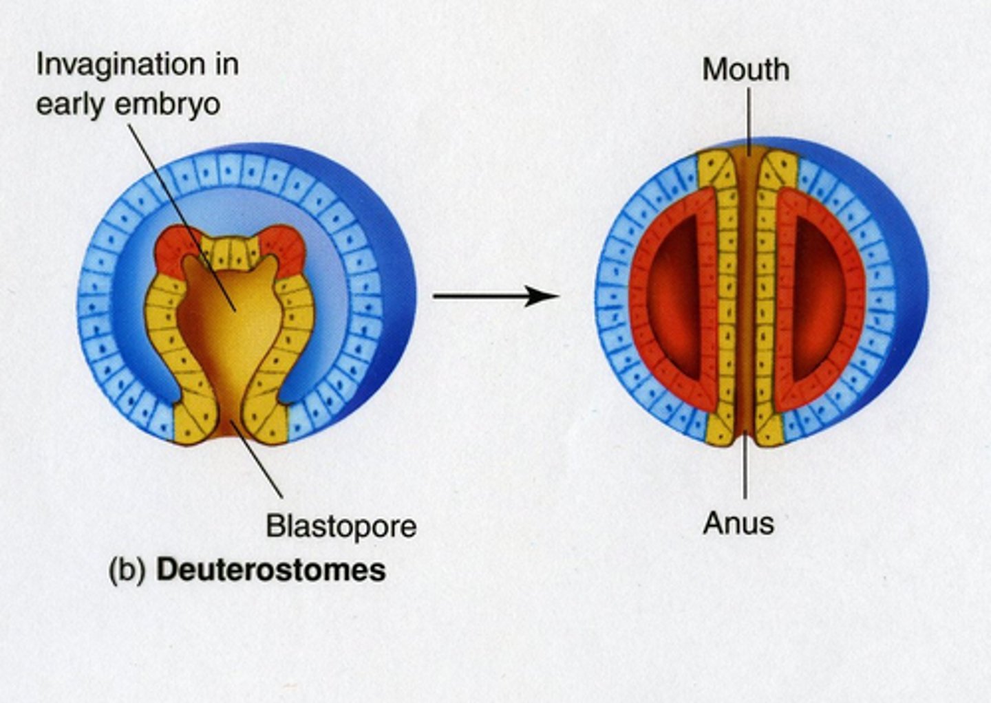 <p>anus</p>