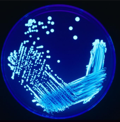 <p>[P1] > [P2] > [P3] > [P4]</p><p>***# of phases can inc OR dec depending on culture concentration OR seterile loop can be passed through previous quadrant multiple times</p><p>After streaking, samples INVERTED and incubated at 37 degrees C</p><p>***Temp &amp; time can be varied to optimize generation time &amp; restrict/enhance certain microbial growth</p>