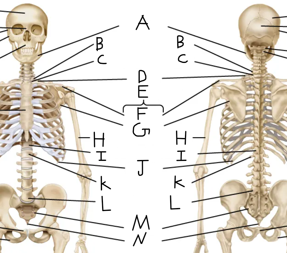 <p>What label should be in position C?</p>