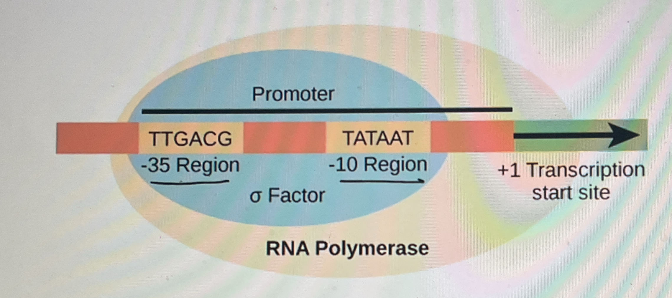 <p><span style="line-height: 1.5;">A. </span></p><p><span style="line-height: 1.5;">Eukaryotes have promoter sequences while prokaryotes do not </span></p><p></p><p><span style="line-height: 1.5;"><em>Both prokaryotes and eukaryotes have promotor sequences</em></span></p><p><span style="line-height: 1.5;"><strong><em><u>Differences</u></em></strong><em>:</em></span></p><ul><li><p><em>Eukaryotes:</em></p><ul><li><p>Bigger Promoters</p></li><li><p>RNA Polymerase cannot directly bind to promoter (needs transcription factors)</p></li></ul></li><li><p>Prokaryotes:</p><ul><li><p>Smaller promotoers</p></li><li><p>RNA Polymerase can directly bind to promoter</p></li></ul></li></ul><p></p>