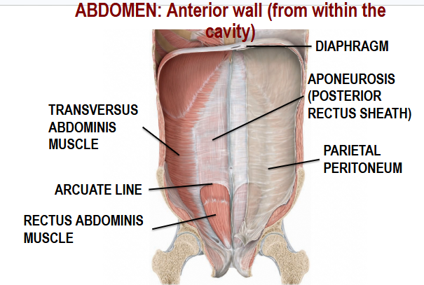 <p>Transversus Abdominis Muscle, Arcuate Line, Rectus Abdominis Muscle, Diaphragm, Aponeurosis (Posterior Rectus Sheath), Parietal Peritoneum</p>