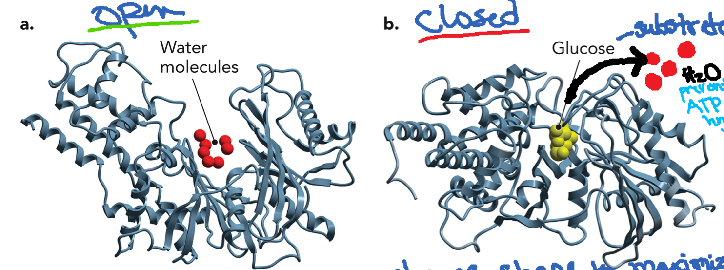 <p>An induced fit mechanism Undergoes large conformational change when glucose binds. In open form without substrate, solvent-exposed active site is open and water is present. Glucose replaces water in the active site by occupying a similar volume and similar weak interactions for binding. When glucose binds it triggers a conformational change and the enzyme closes around the glucose. In the closed form glucose is tightly enclosed and triggers induced fit. Active site becomes hydrophobic and water is excluded.  This prevents ATP from being hydrolyzed by water and ensures ATP is used only to phosphorylate glucose.</p>