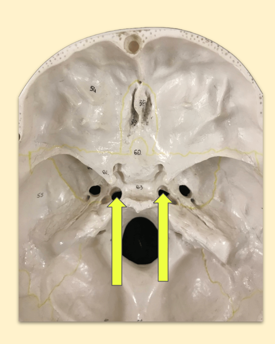knowt flashcard image