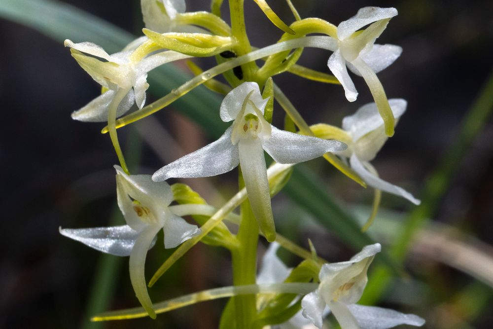 <p>Nattviol - Platanthera bifolia</p>