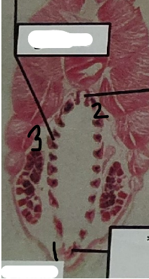 <p>point 1 on this lancelet </p>