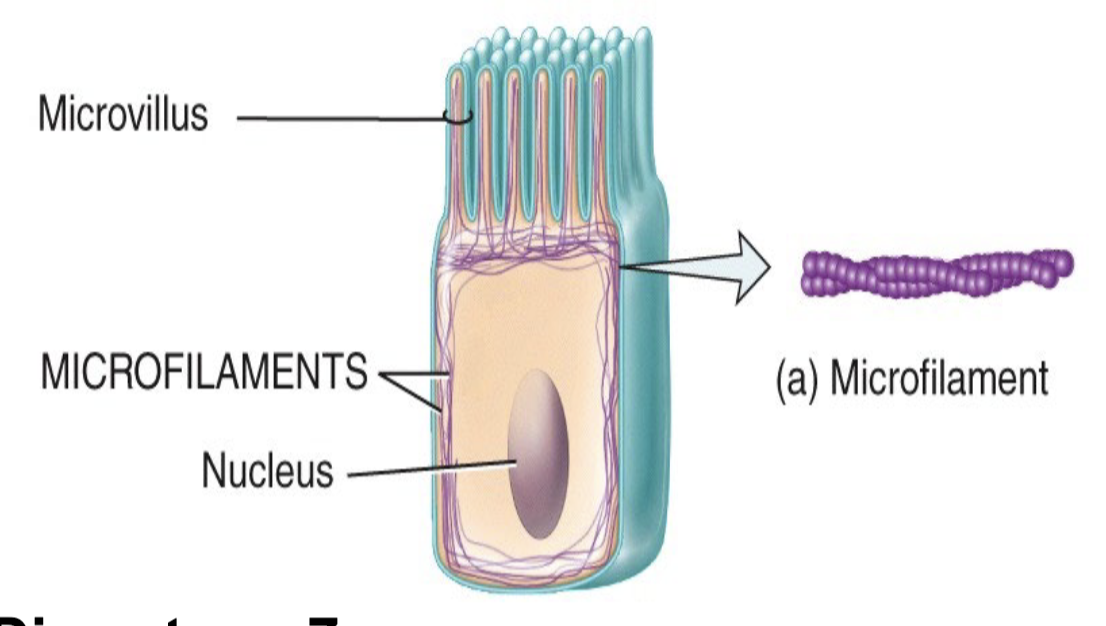<p>what do microfilaments look like</p>