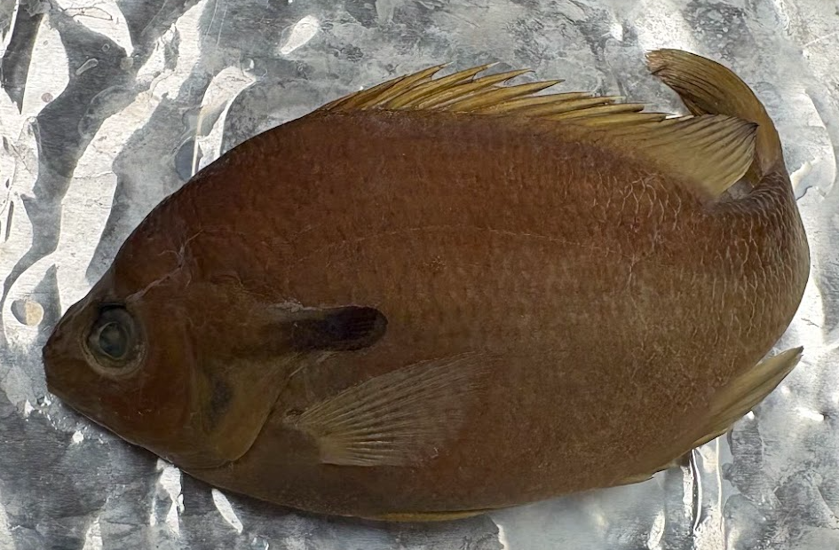 <p><span style="background-color: transparent;">Lepomis auritus</span></p>