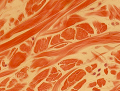 <p>identify the tissue</p>