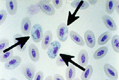 <p>Identify the parasite and describe where is it found/what it infects:</p>