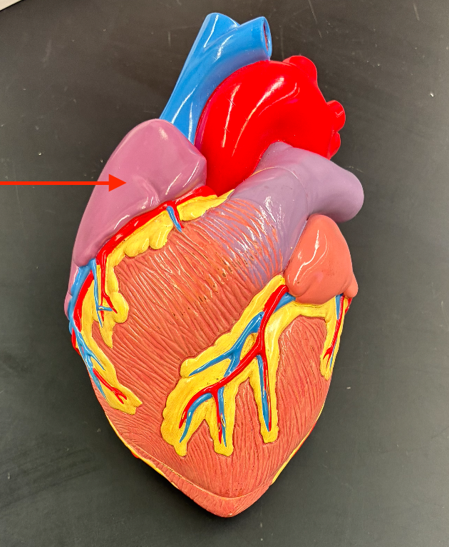 <p><span>Forms most of the </span><strong>right border</strong><span> of the heart.</span></p>