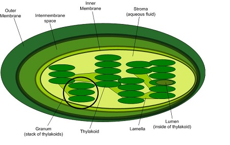 <p>stacks of thylakoids in the chloroplasts</p><ul><li><p>made up of thylakoids</p></li></ul><p></p>