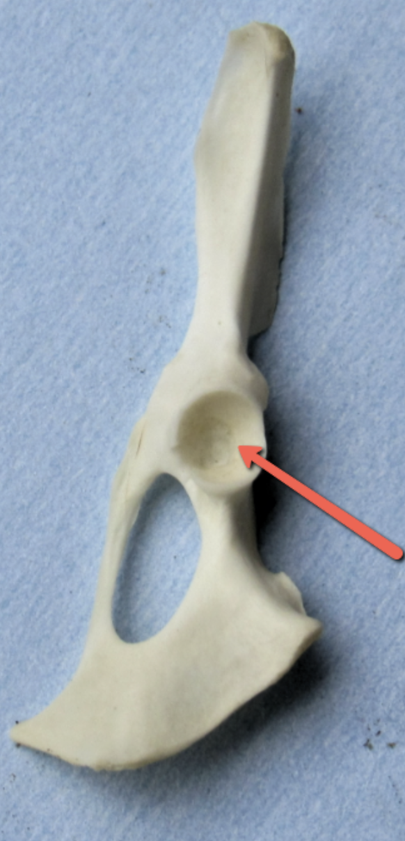 <p><span><strong>Identify the bone marking indicated by the pointer.</strong></span></p>