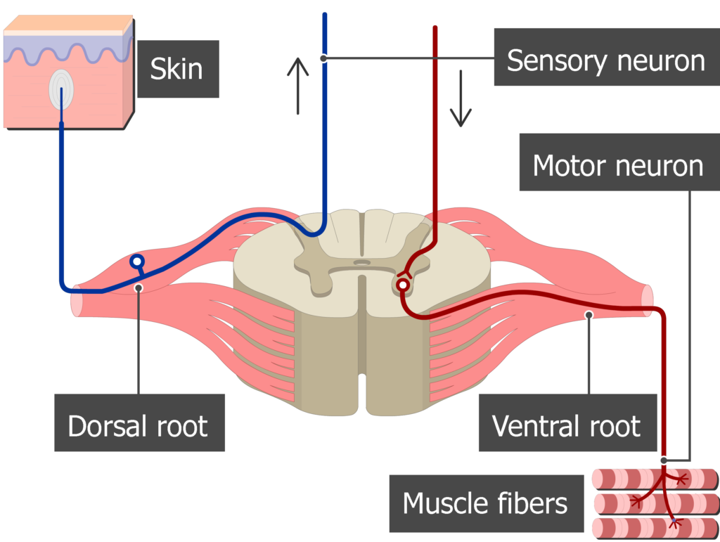 <p>What is the functional distribution of nerves within the spinal cord horns?</p>