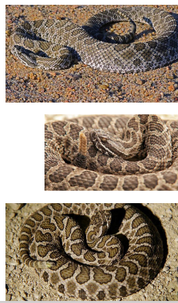 <p>Family: Crotalidae</p><p>Location: Eastern 2/3 of KS</p><p>ID: <span>Back: Gray/light brown & dark brown blotches; Belly: white with various diffuse/scattered black markings; singular anal plate; keeled scales; 9 large scales on head; tail has bands that are same color as blotches</span></p><p><span>Life/History: venomous; neonates yellow tail; overwinters in crayfish burrows; diurnal generalist; </span></p>