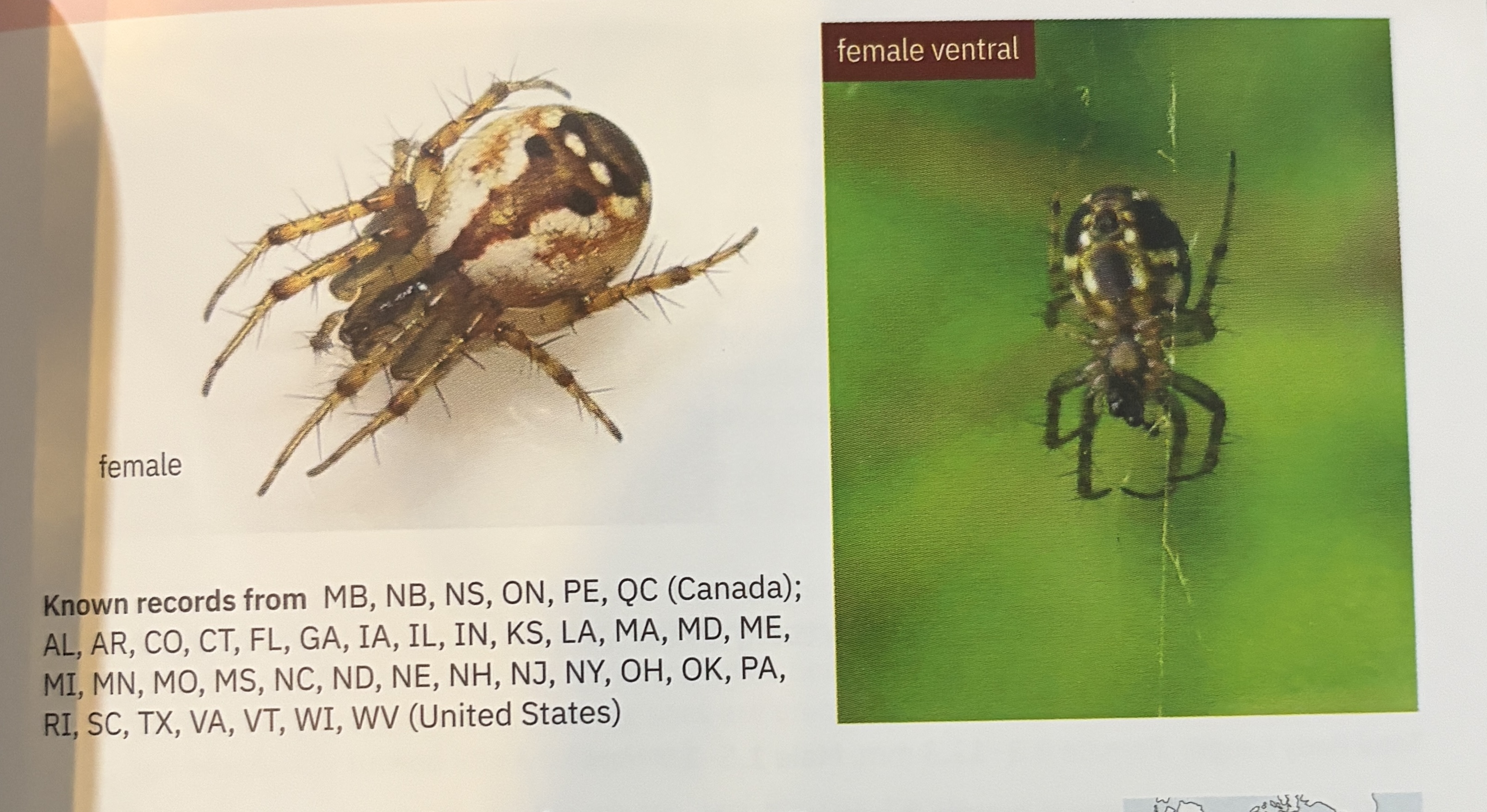 <p>Mangora placida - “tuftlegged orbweaver”</p><p>family: Araneidae</p>