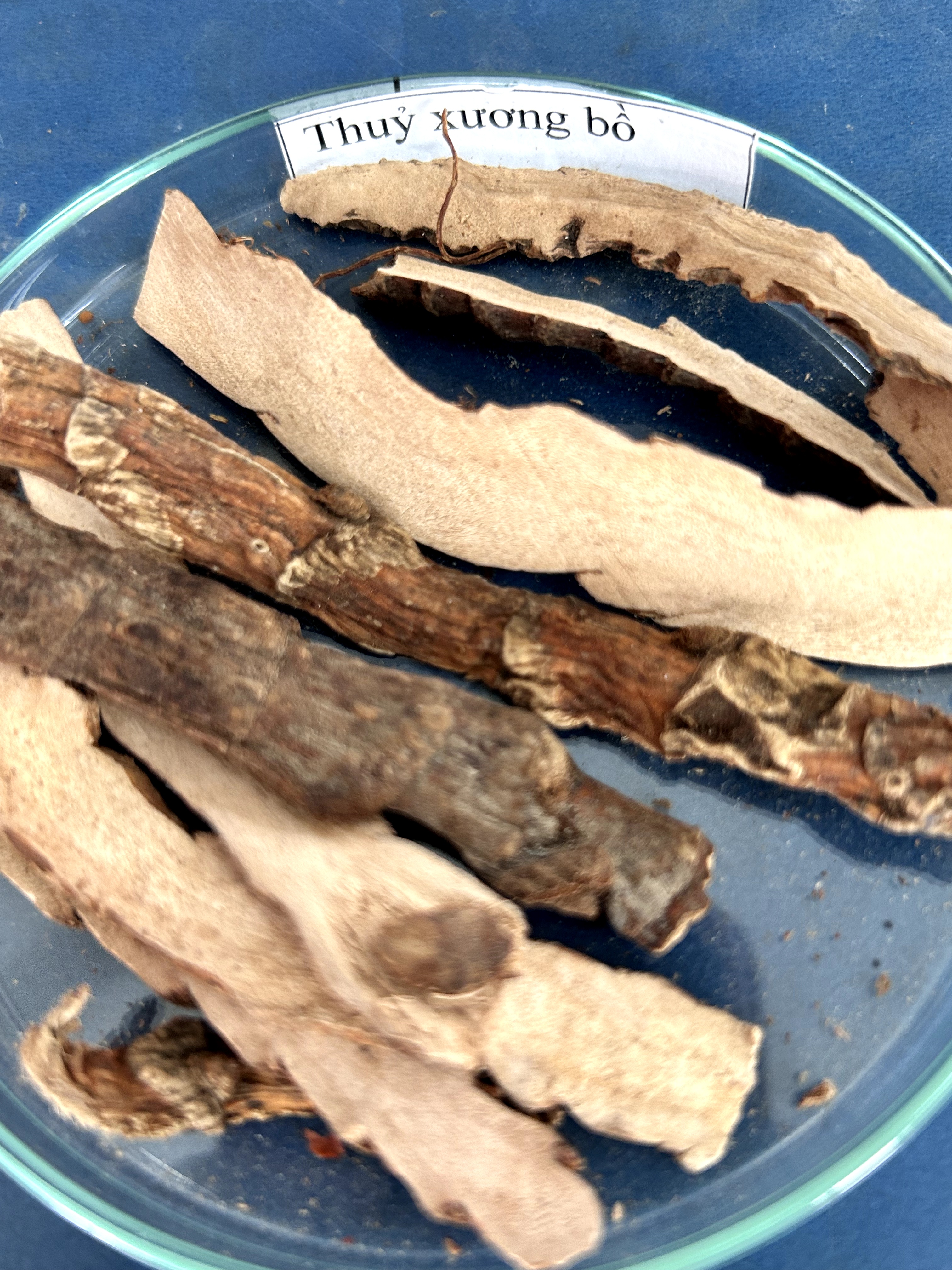 <p>thủy xương bồ</p>